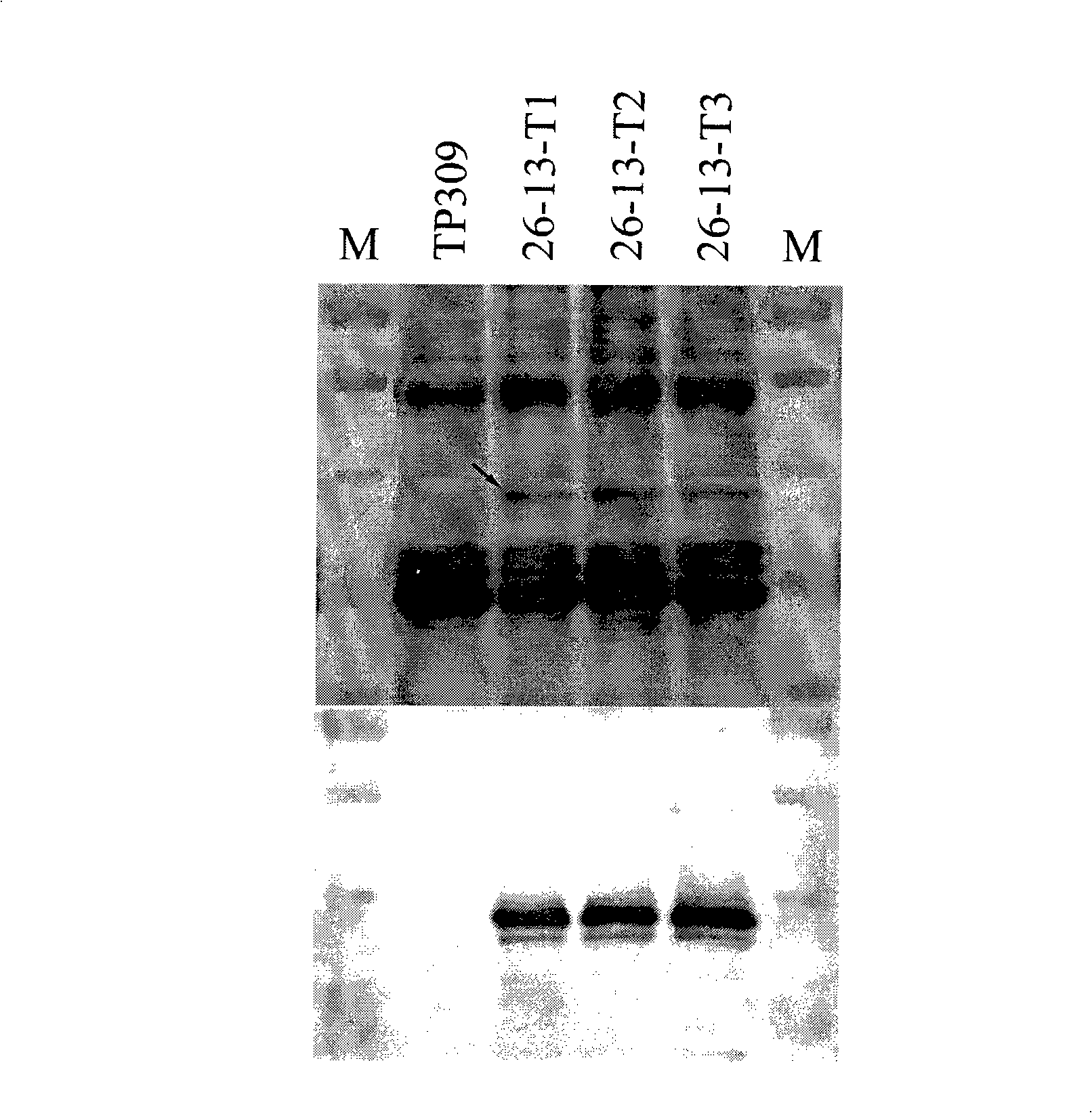 Method for preparation of transgenic rice preparation and use thereof