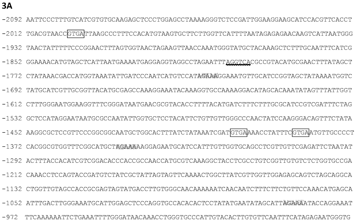 Identification and application of plant anther-specific expression promoter ptaasg033