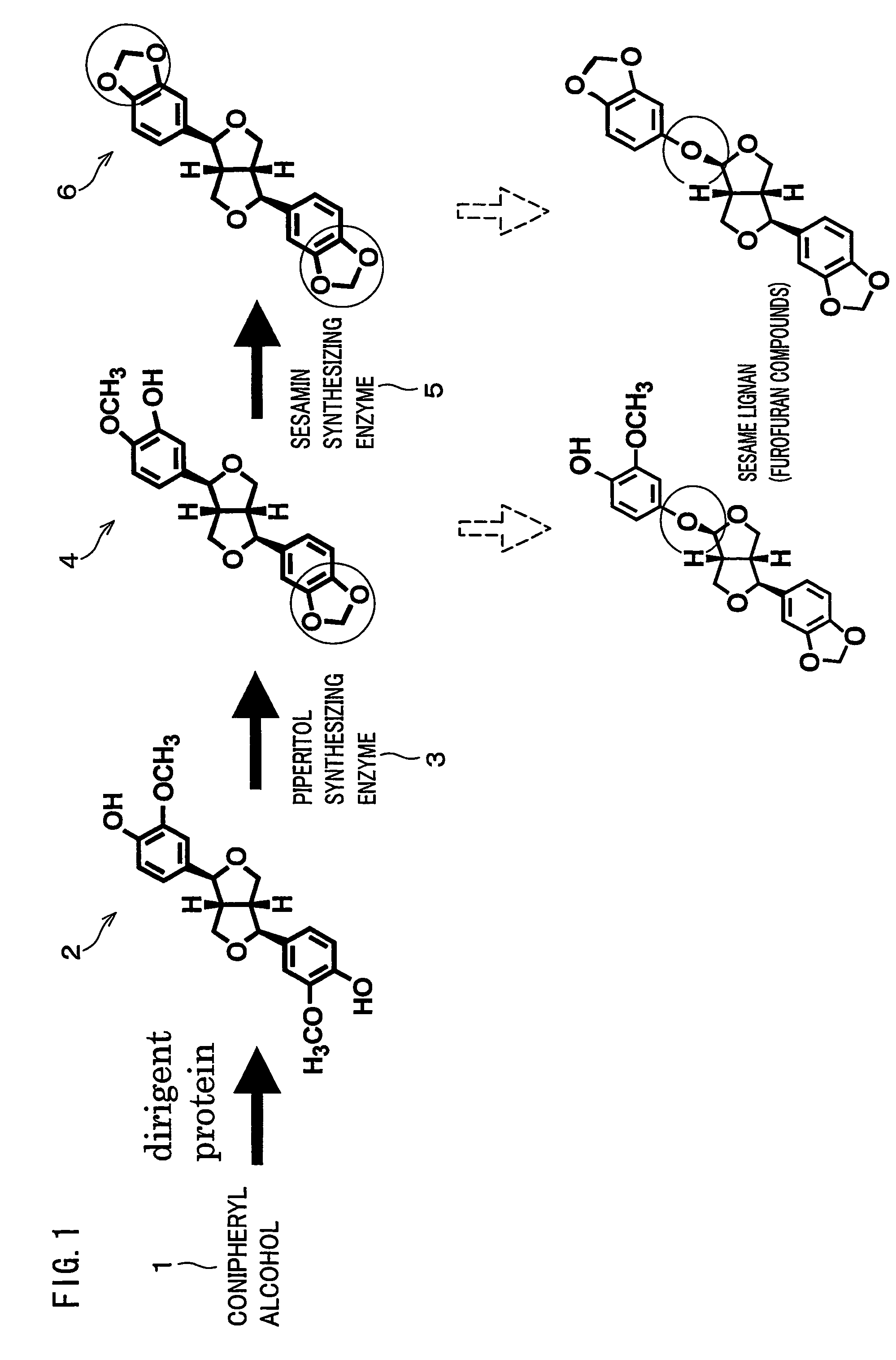 Gene encoding an enzyme for catalyzing biosynthesis of lignan, and use thereof