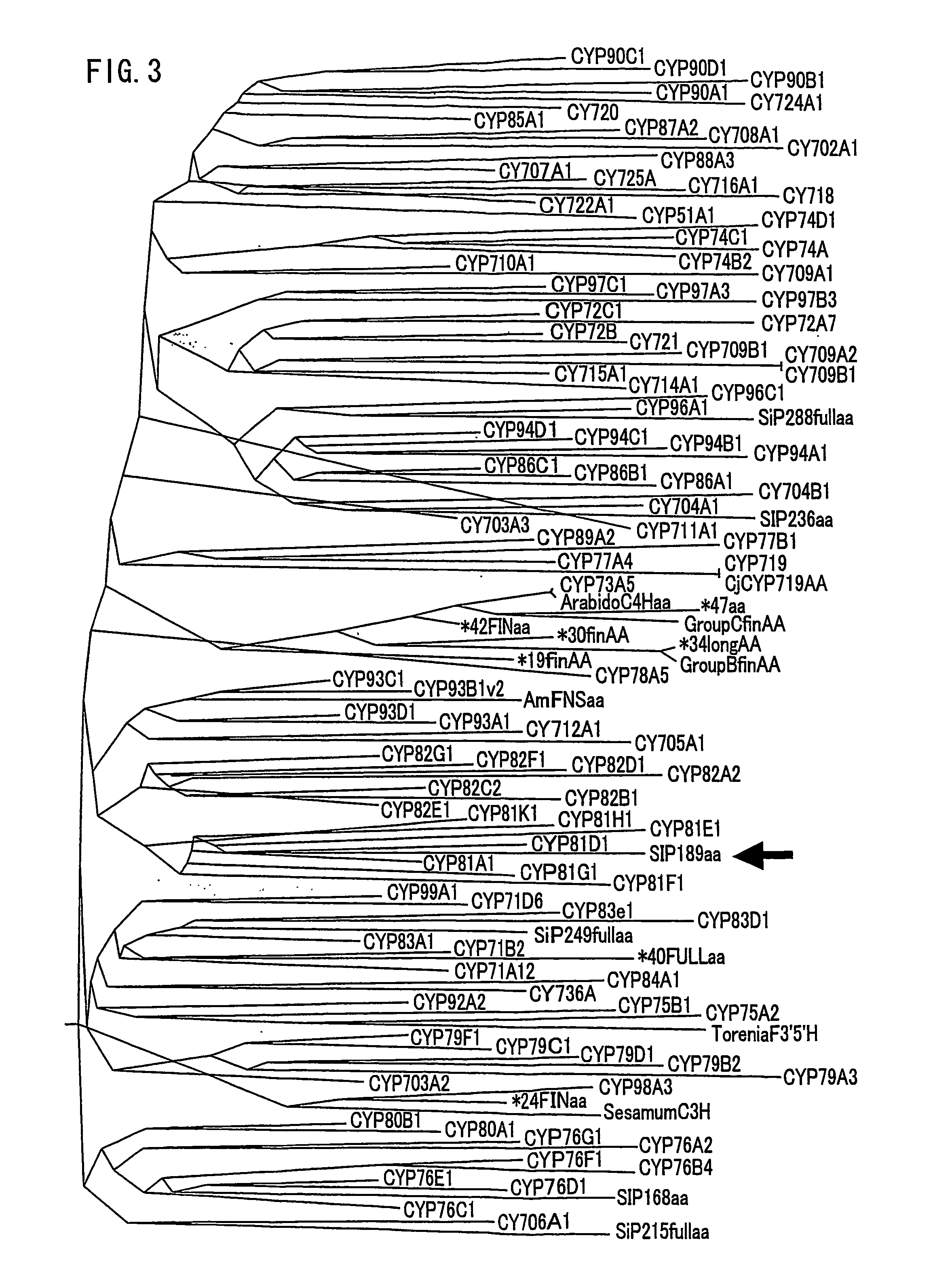 Gene encoding an enzyme for catalyzing biosynthesis of lignan, and use thereof