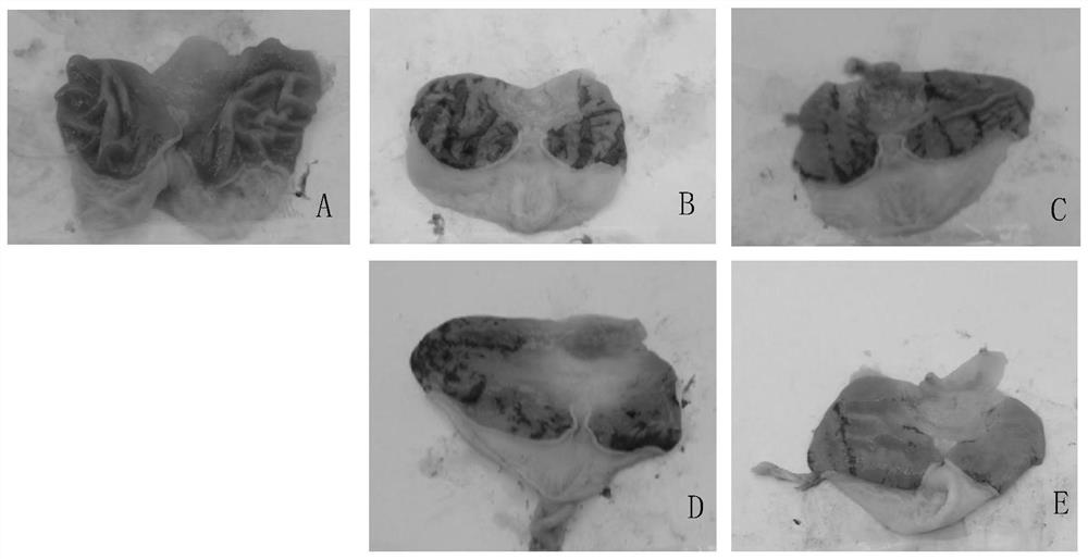 Traditional Chinese medicine for treating gastric ulcer and application thereof