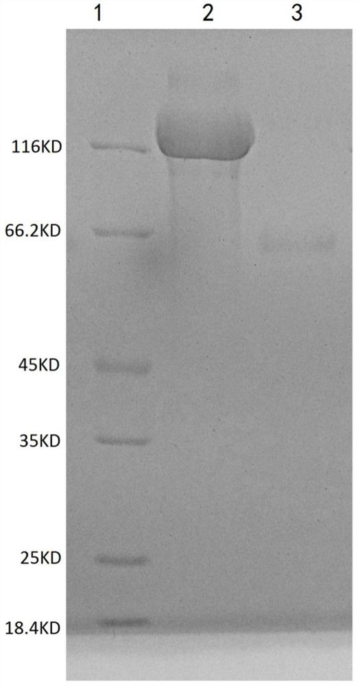 Method for producing recombinant human-like collagen and host cell protein by using pichia pastoris
