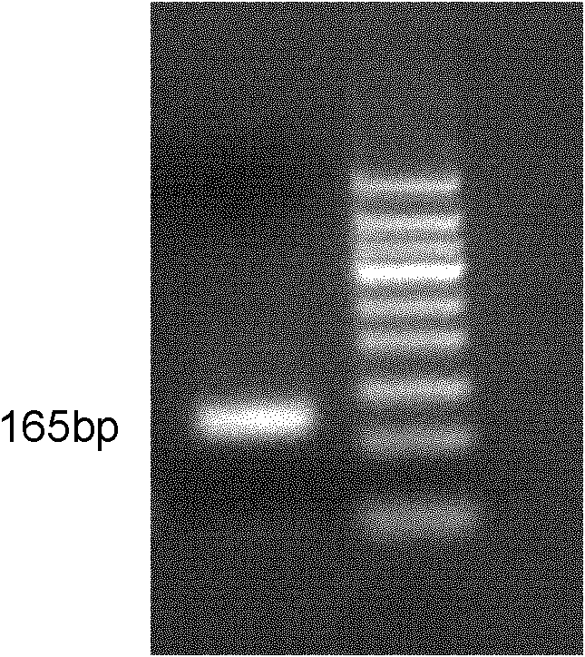 Method for extracting desoxyribonucleic acid in edible oil
