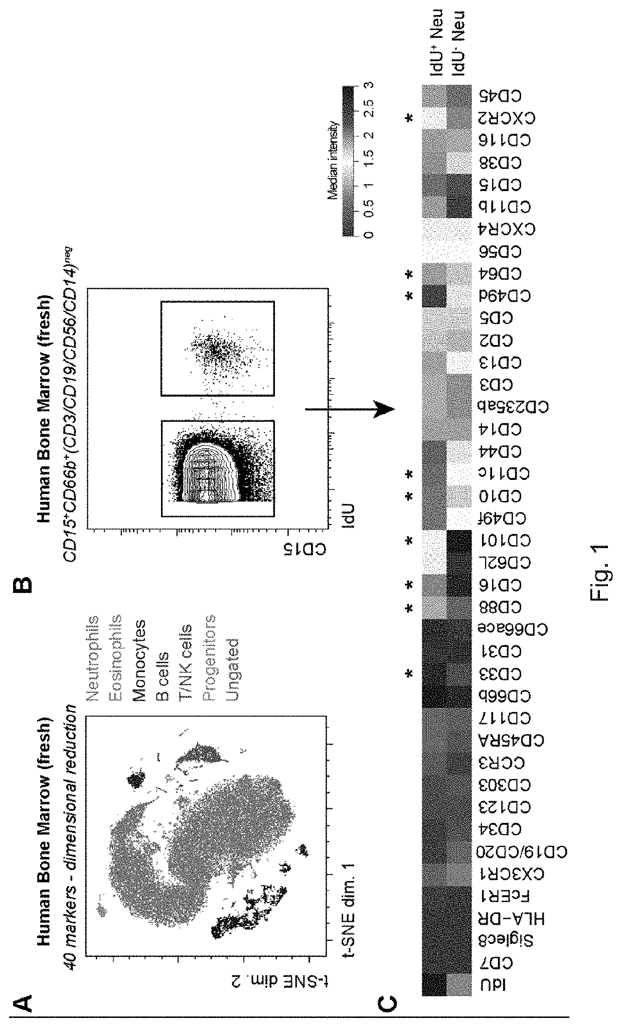 Neutrophil subtypes