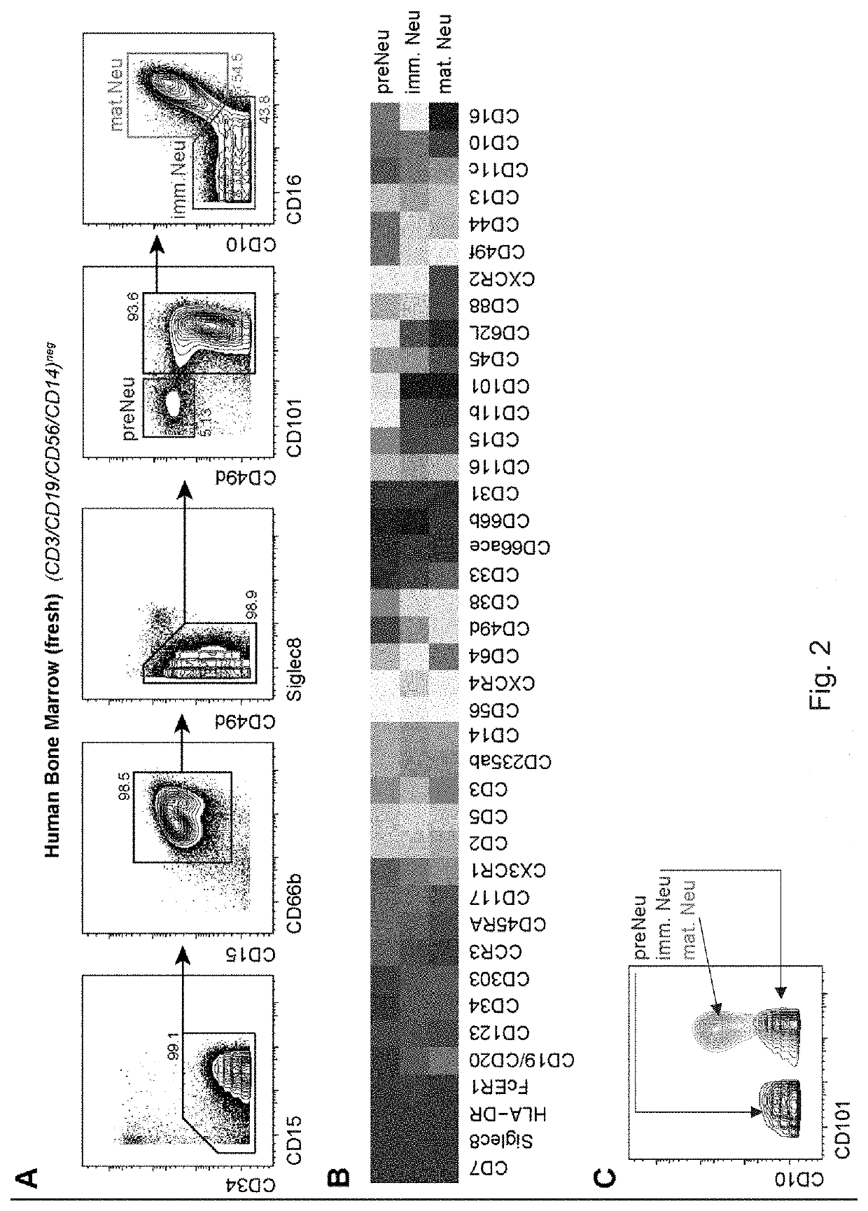 Neutrophil subtypes