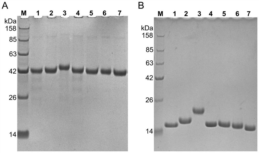 Alpaca-derived nano antibody combined with SARS-CoV-2 RBD