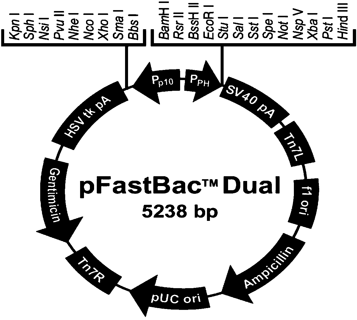 Gene of encoded antibacterial peptide, gene of fusion protein and recombinant vector