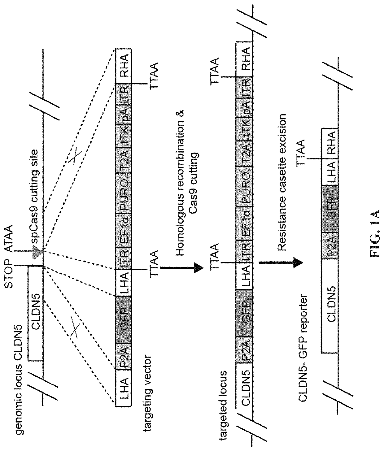 Methods for assessing transendothelial barrier integrity