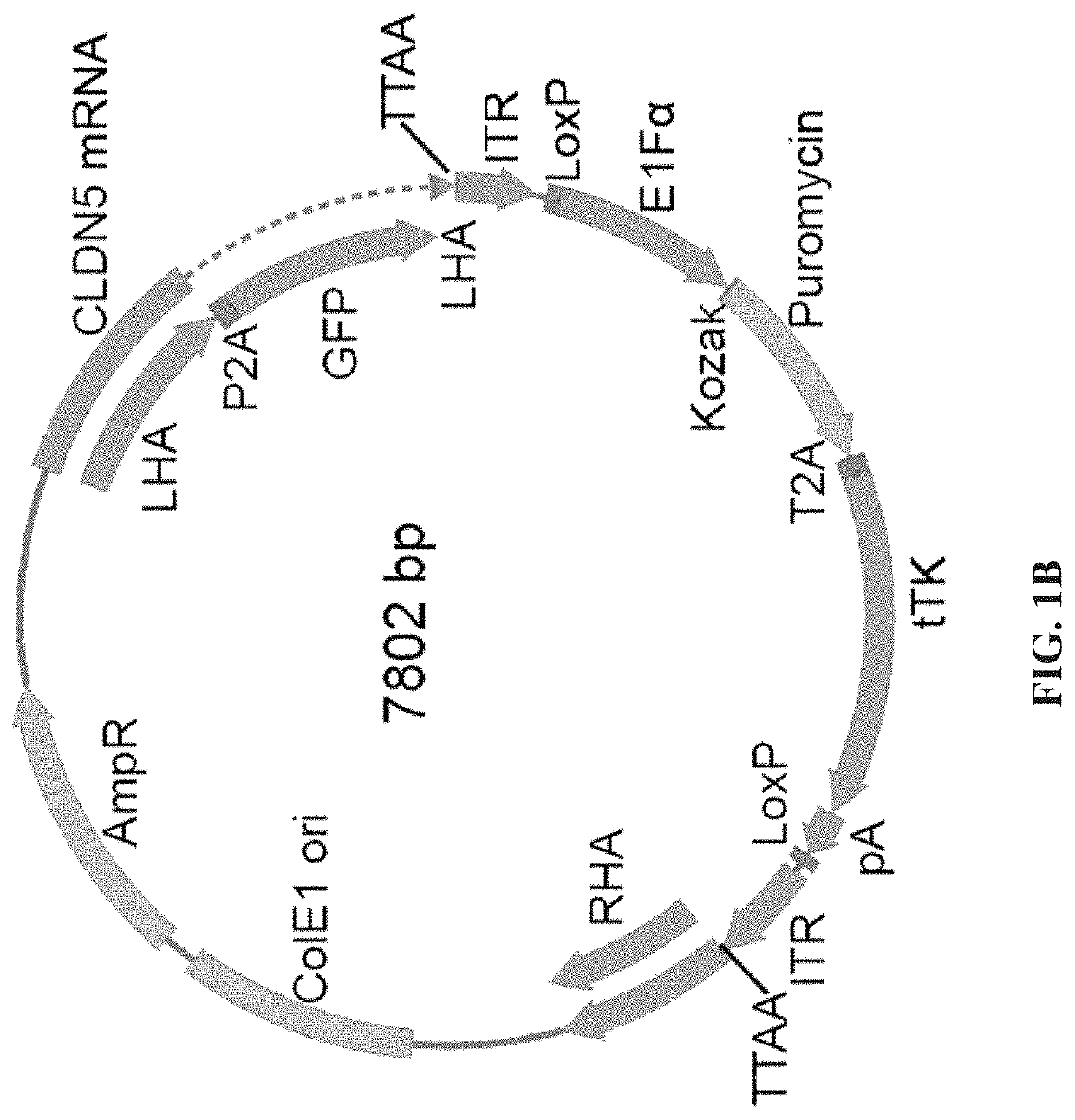 Methods for assessing transendothelial barrier integrity