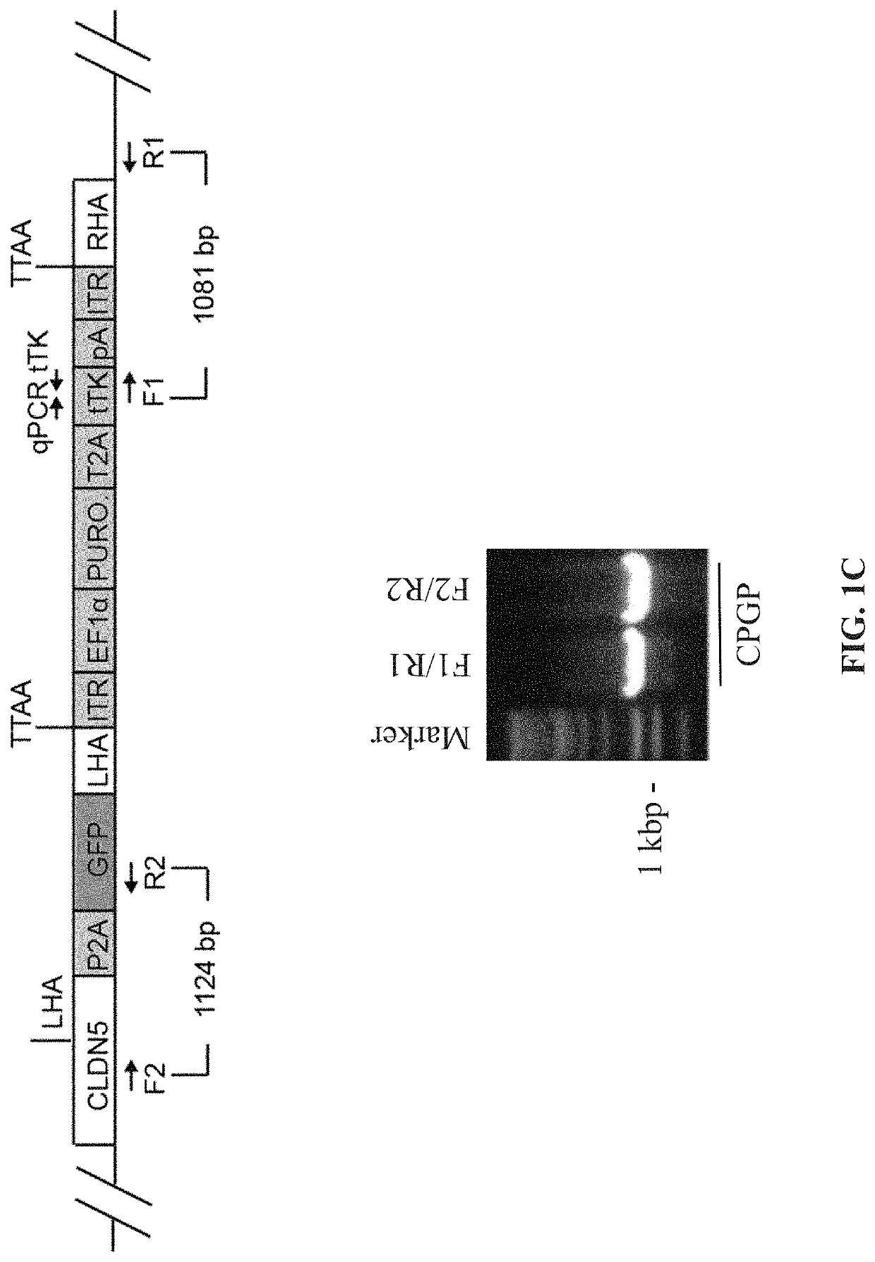 Methods for assessing transendothelial barrier integrity