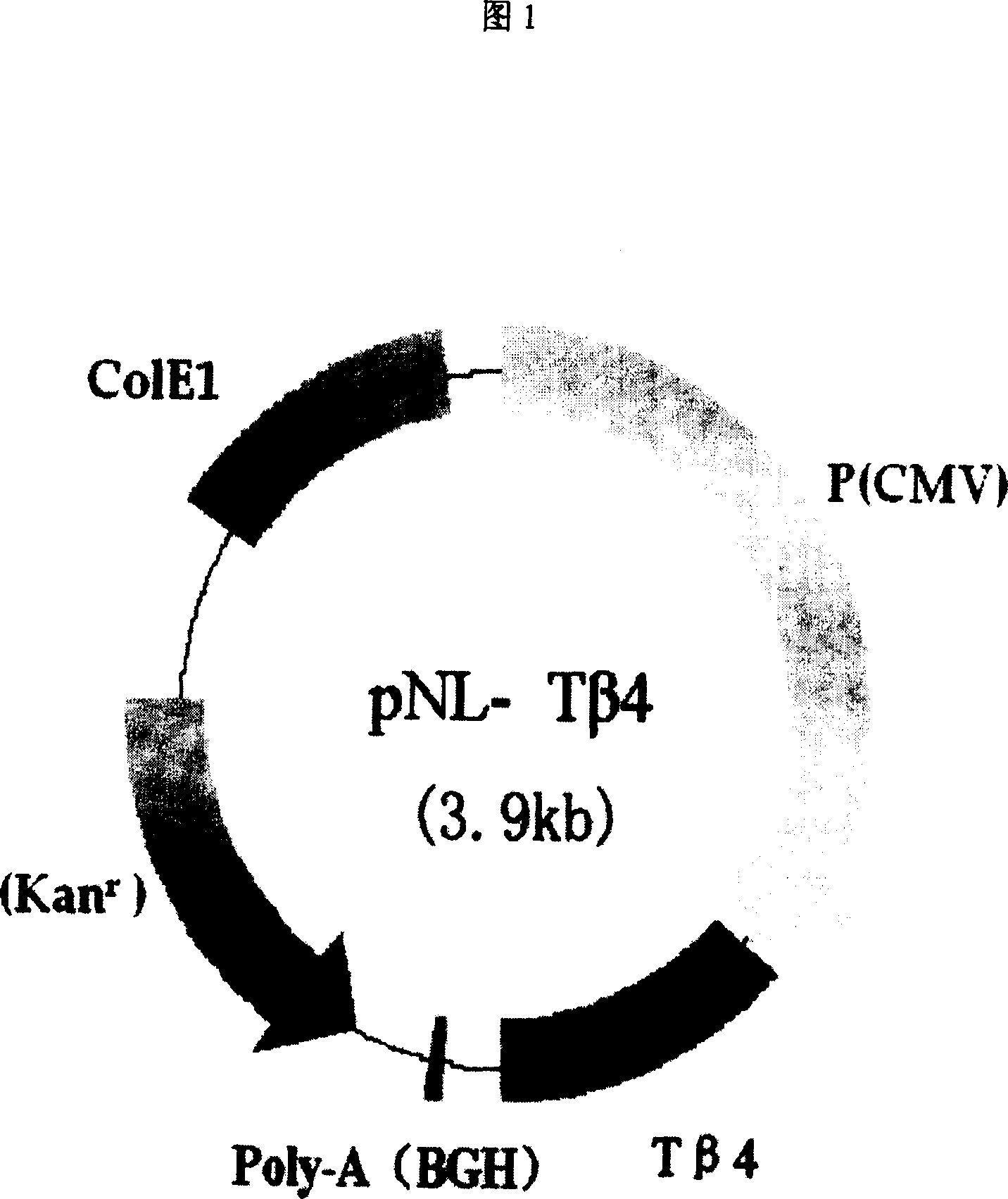 Recombinant plasmid with human thymosin Beta-4gene