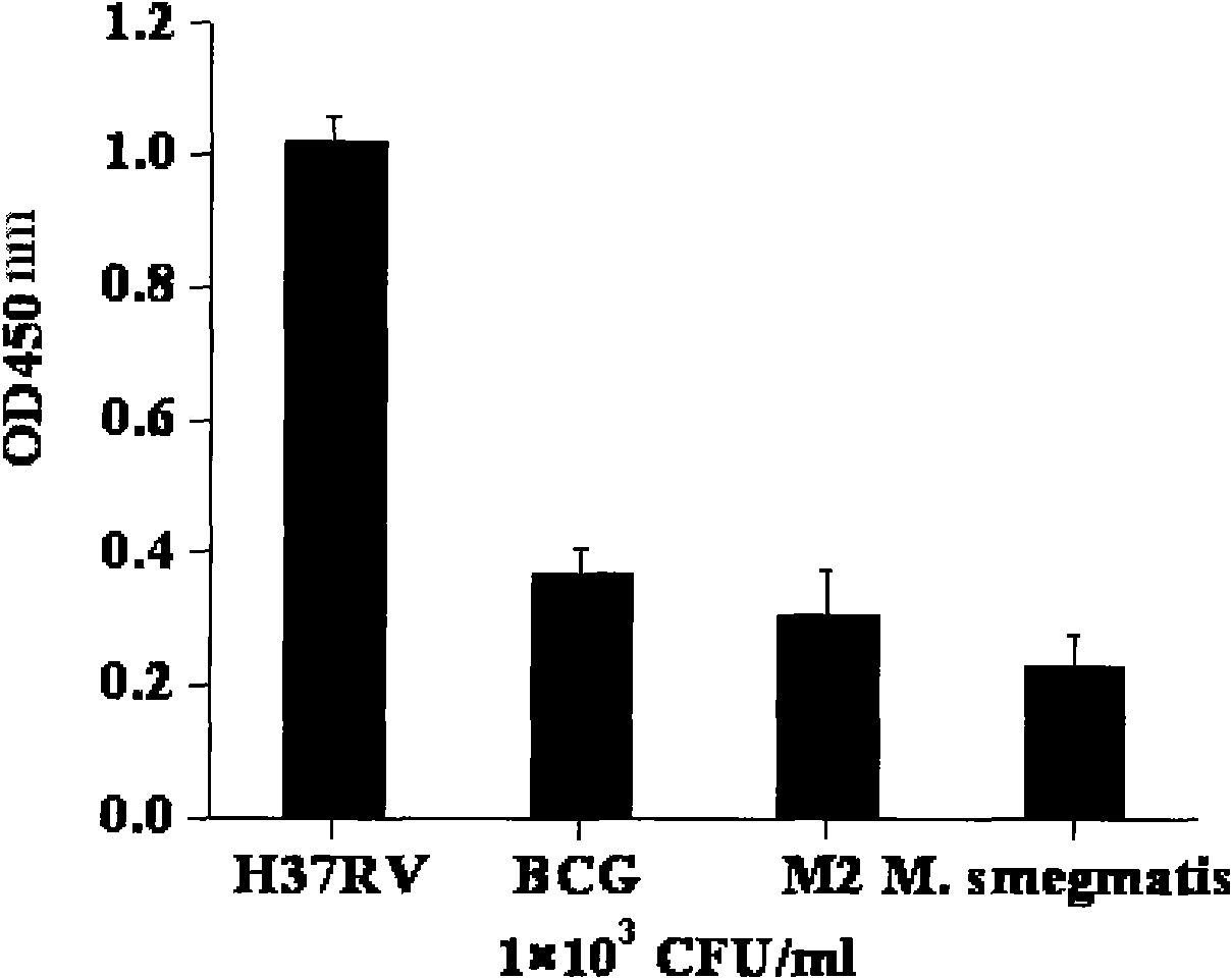 Kit of Mycobacterium tuberculosis and detection method thereof