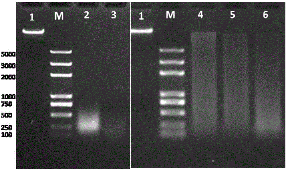 Extraction method of total DNA of metagenome of fish enteric microorganisms and kit
