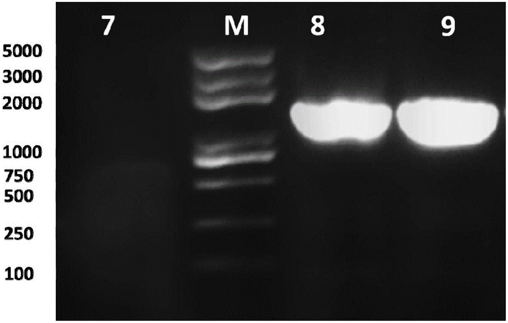 Extraction method of total DNA of metagenome of fish enteric microorganisms and kit