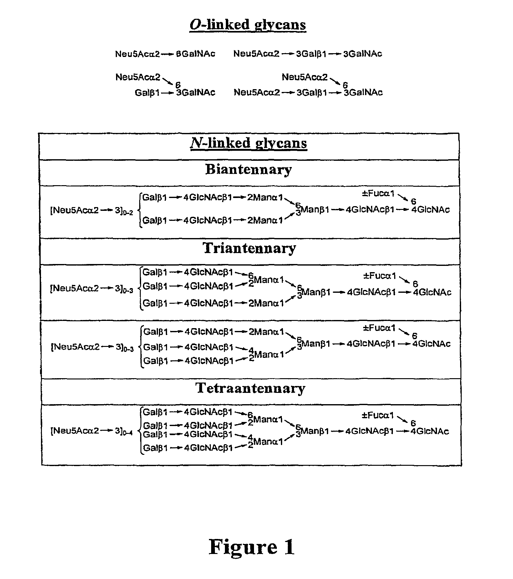 Compositions comprising homogeneously glycosylated erythropoietin