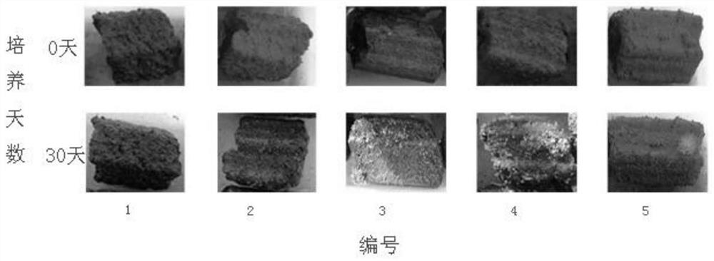 Method for cultivating moss on charcoal