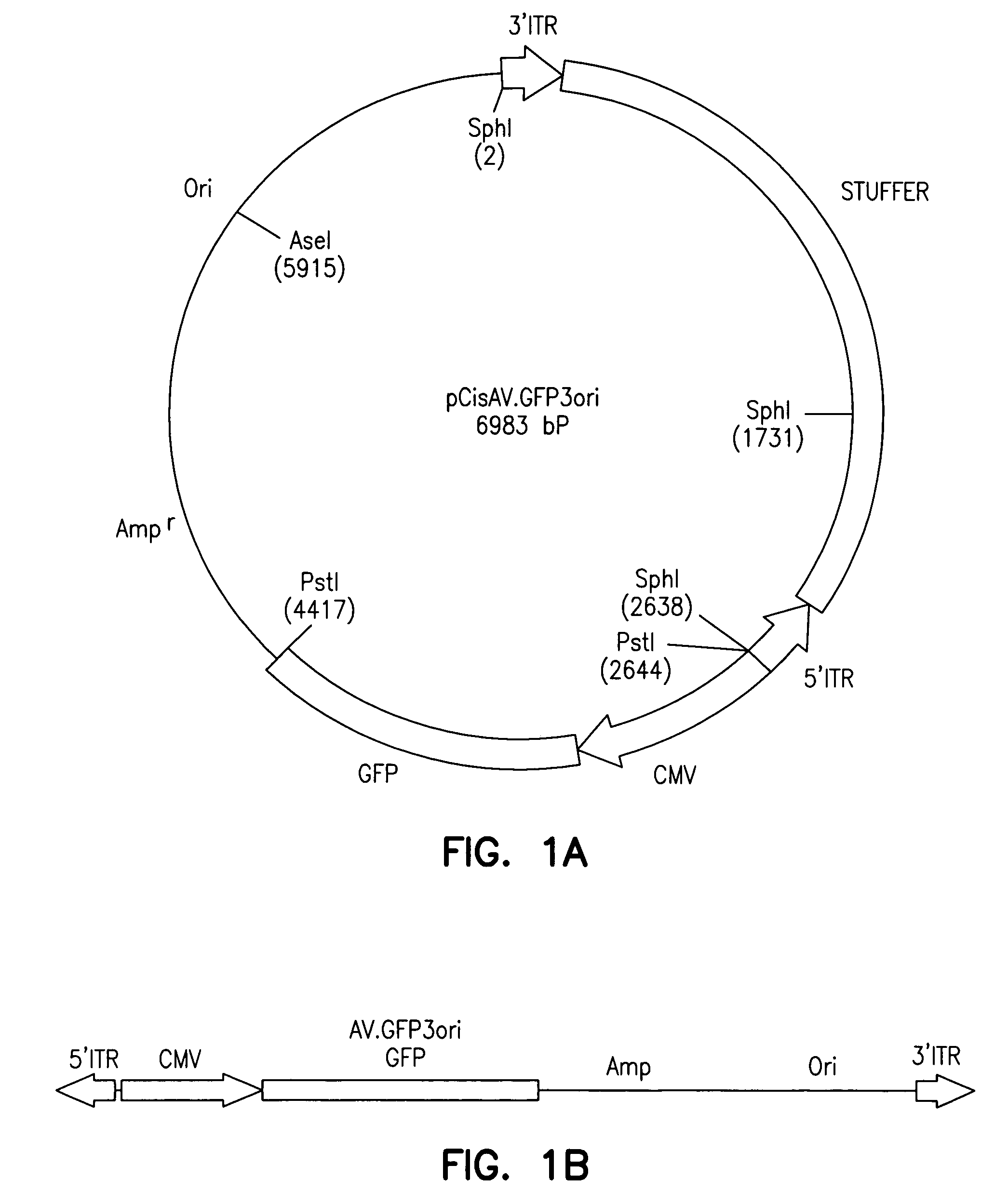 Adeno-associated virus vectors and uses thereof