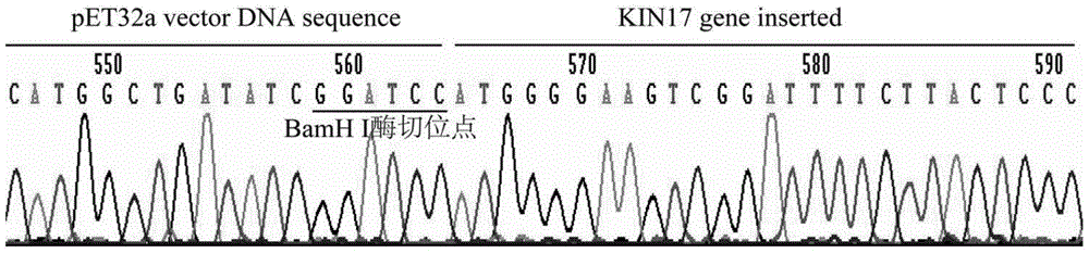 Application of kin17 gene or protein in preparation of medicament for diagnosis and treatment of cervical cancer