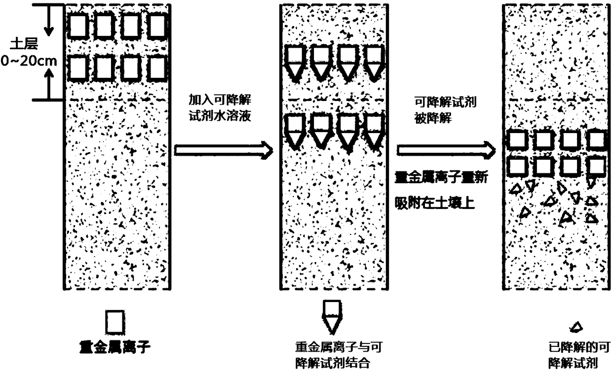 A method for in-situ chromatography treatment of heavy metal contaminated soil