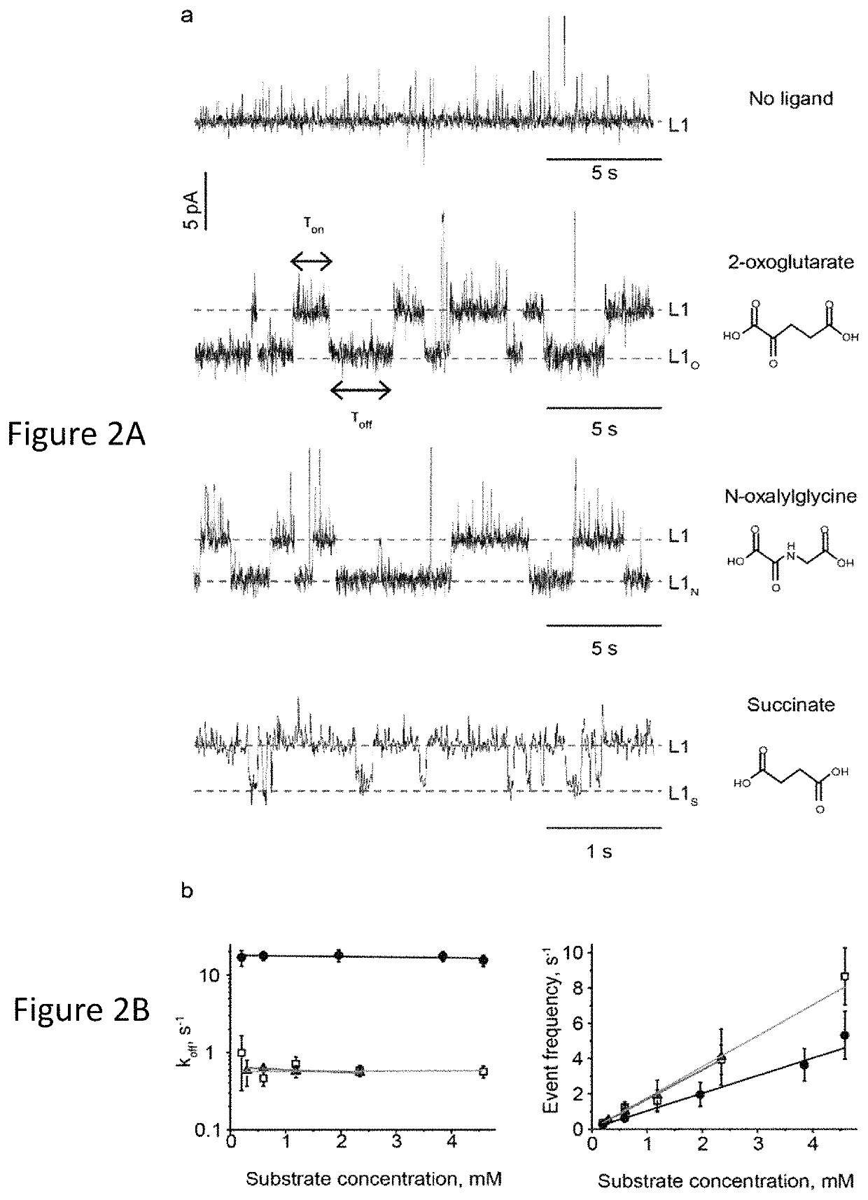 Nanopores with internal protein adaptors