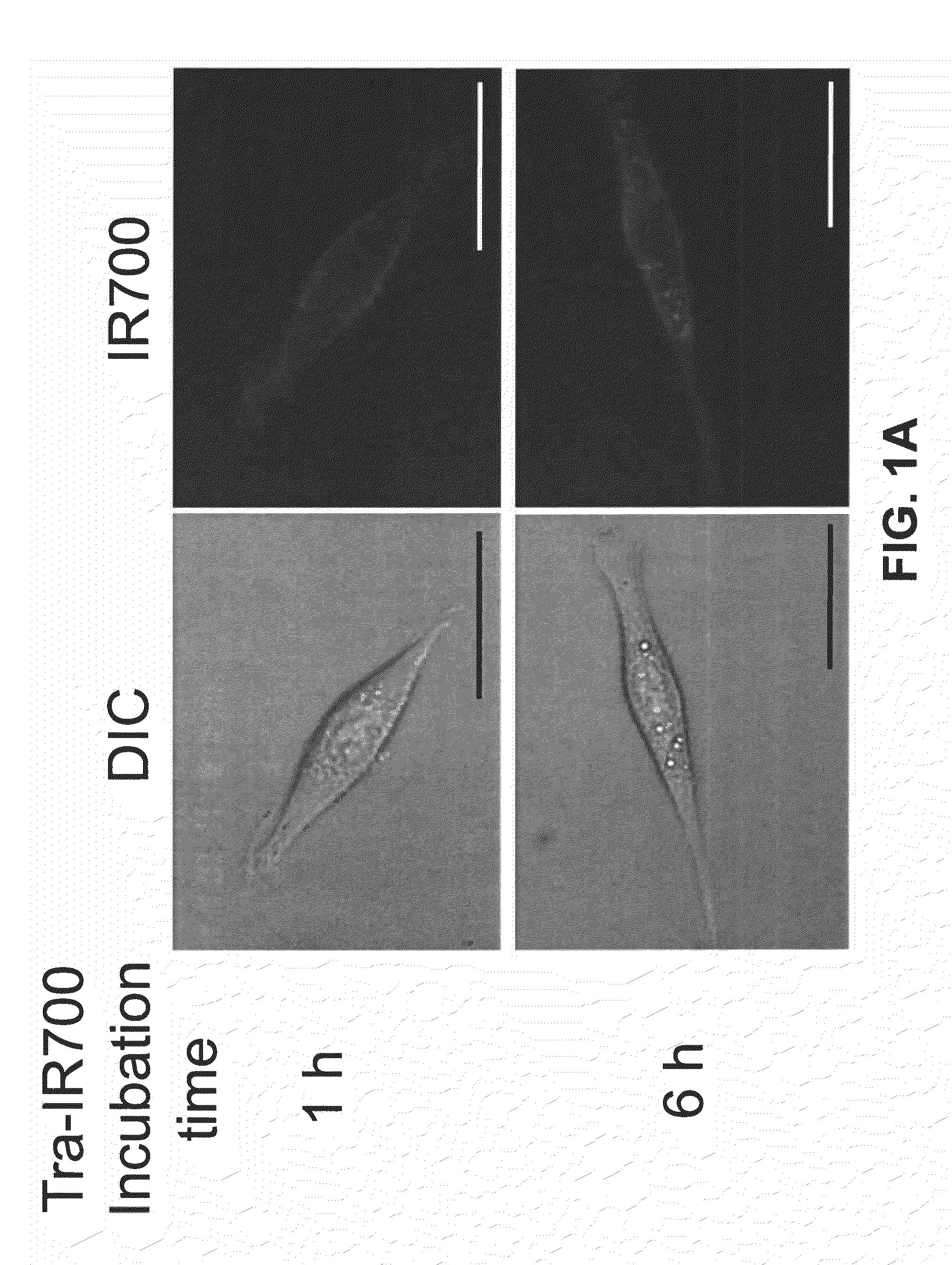 Photosensitizing antibody-fluorophore conjugates