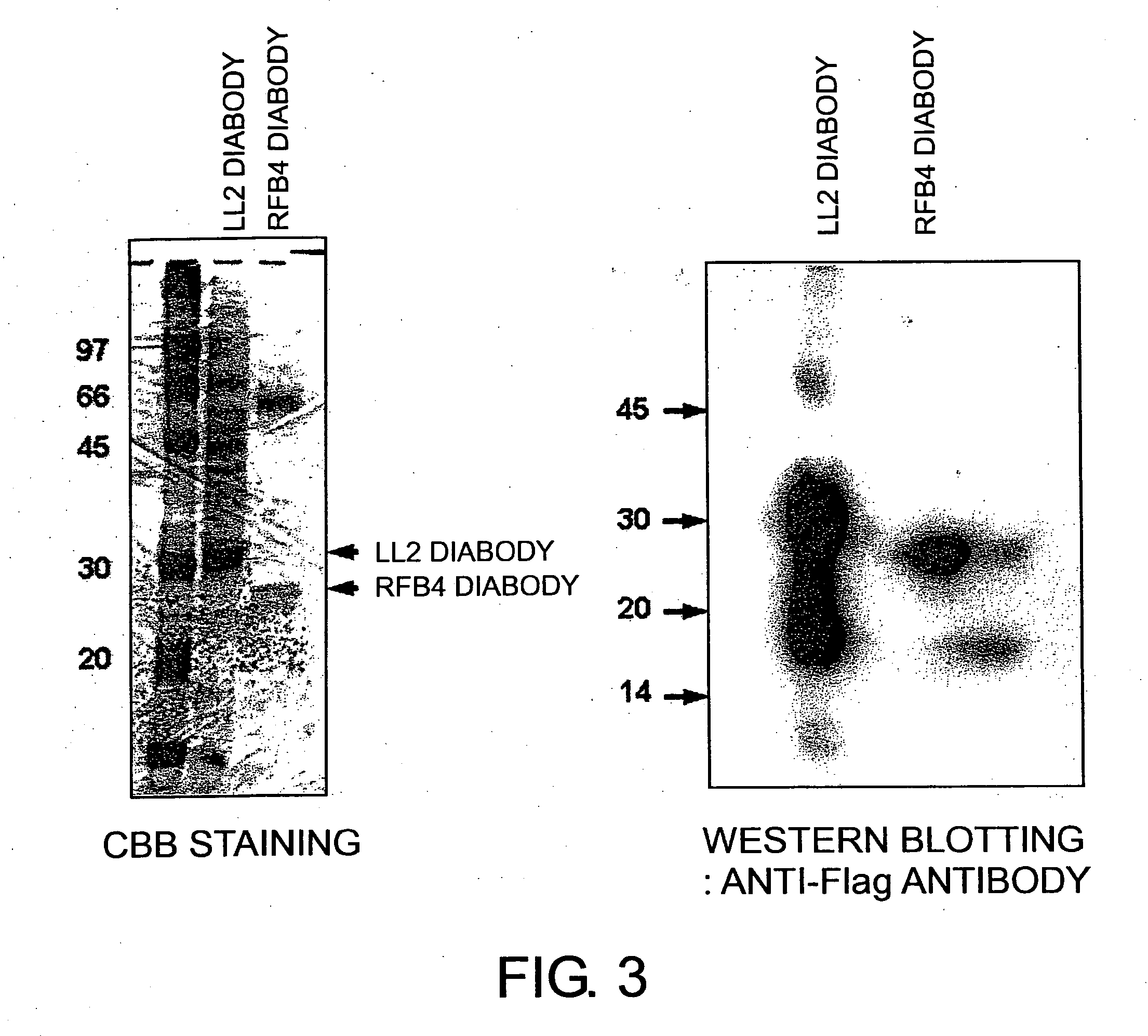 Modified antibodies against cd22 and utilization thereof