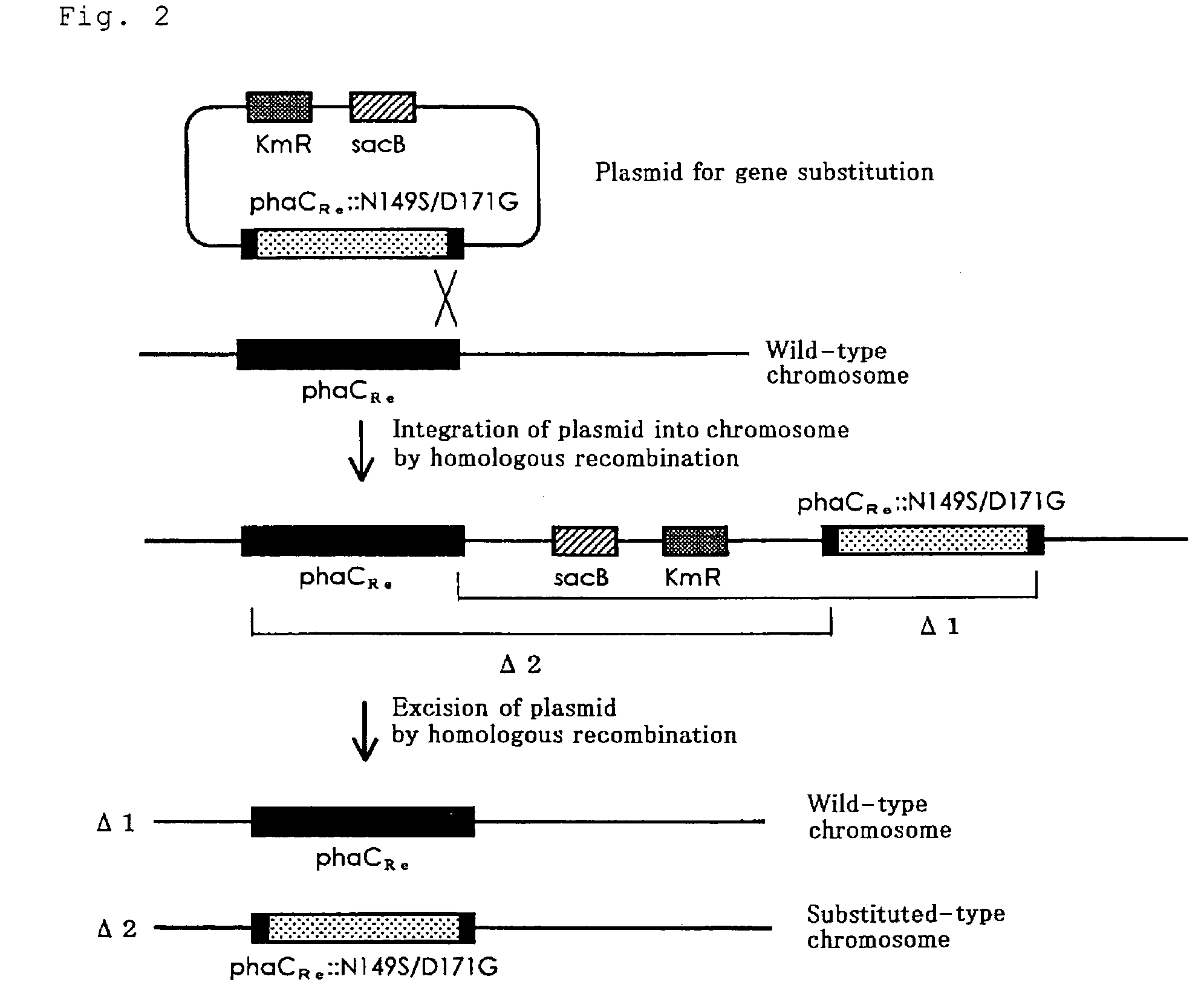 Gene-substituted microorganisms, and production method of polyesters using the same