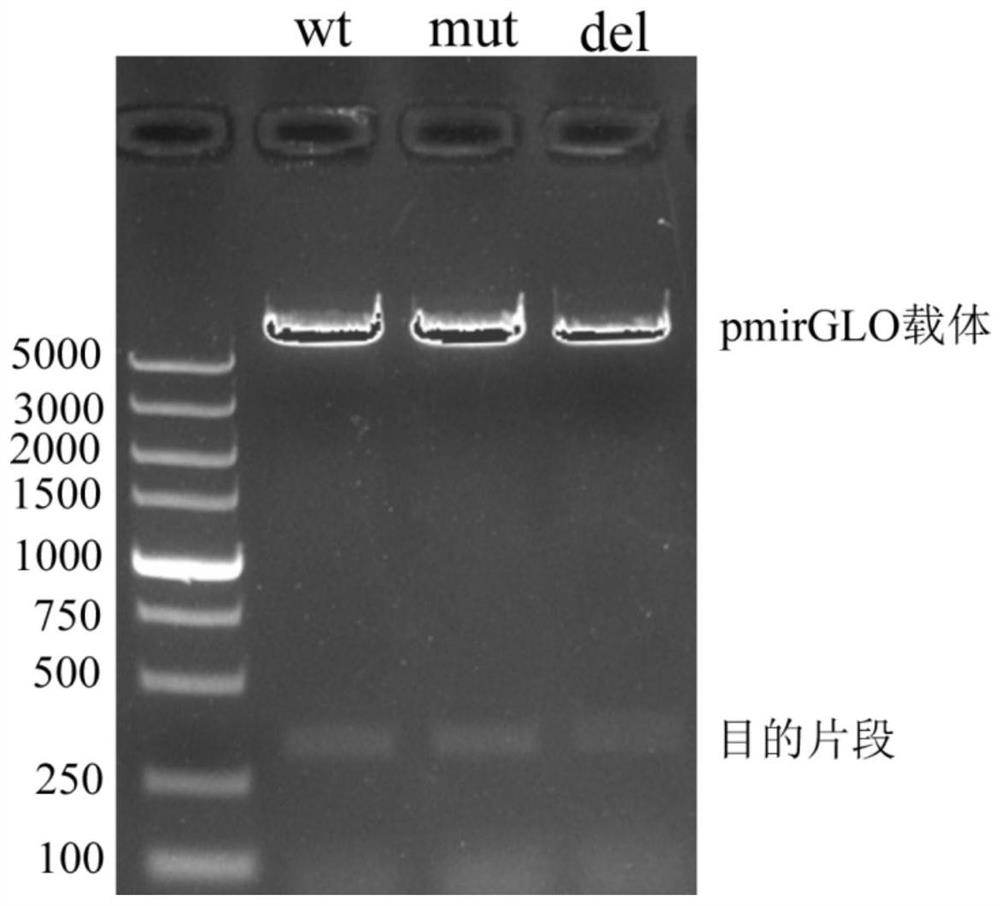 A plasmid containing beef cattle dkk3 gene 3'utr sequence and dual luciferase reporter gene and its application