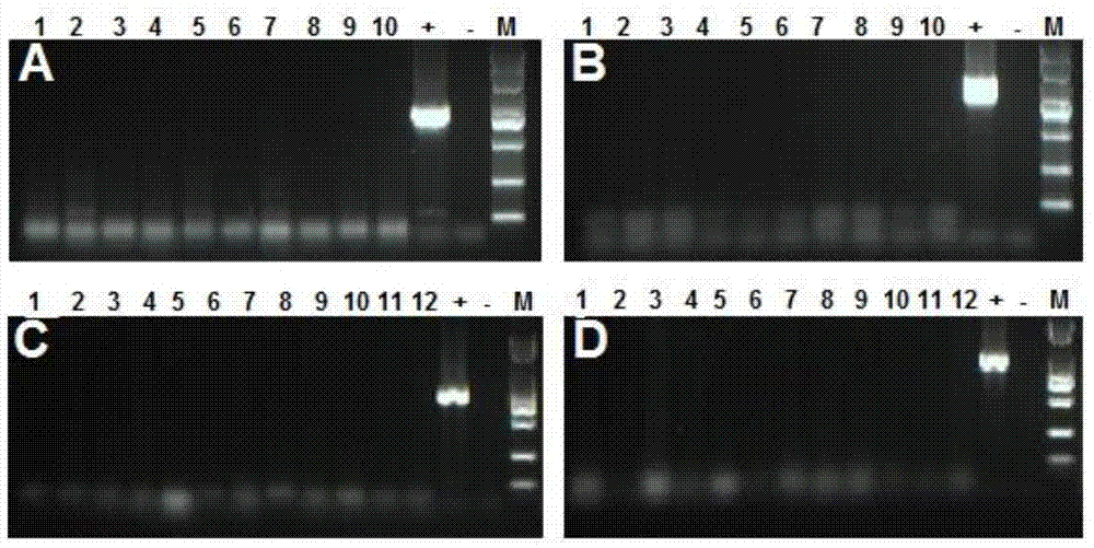 Method for building model of piglets infected by haemophilus parasuis (HPS)