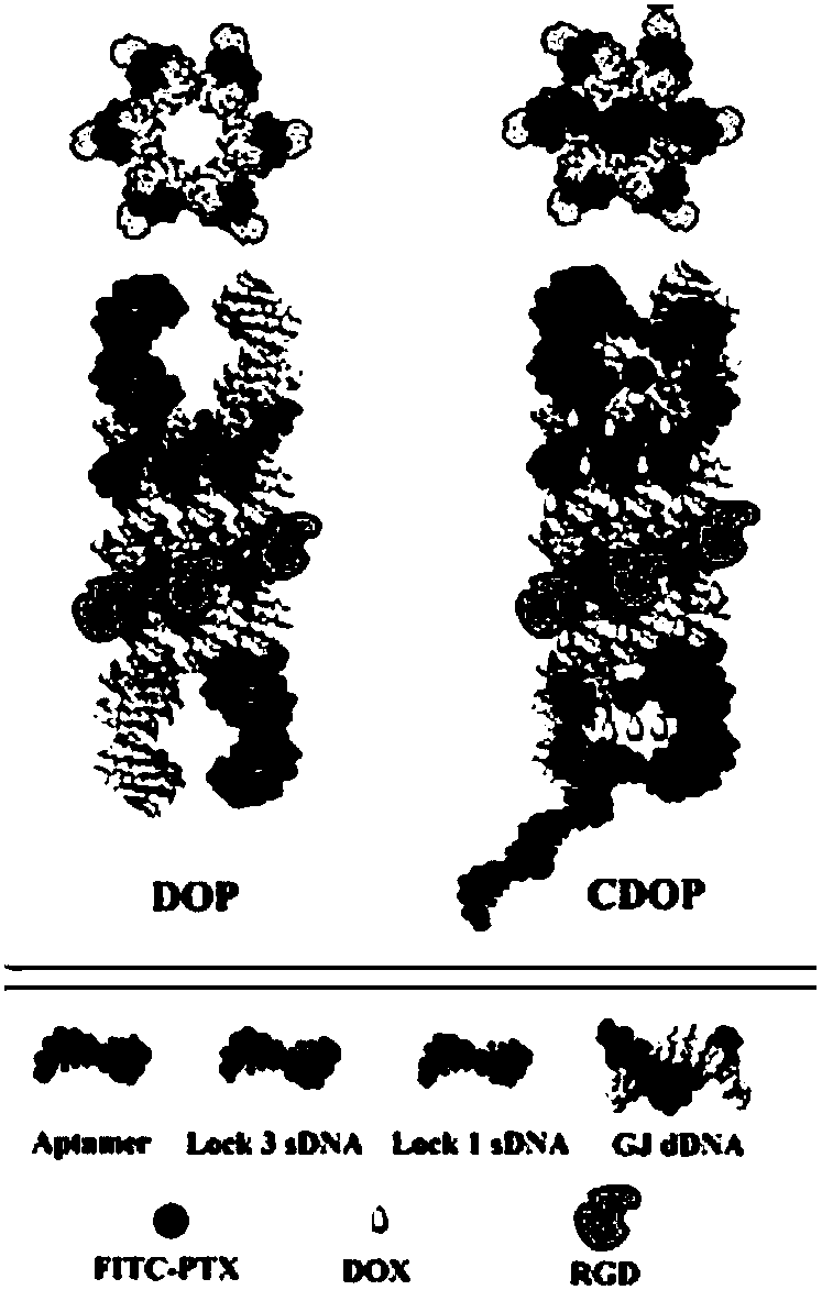 Construction method of nano-drug carrier based on nucleic acid