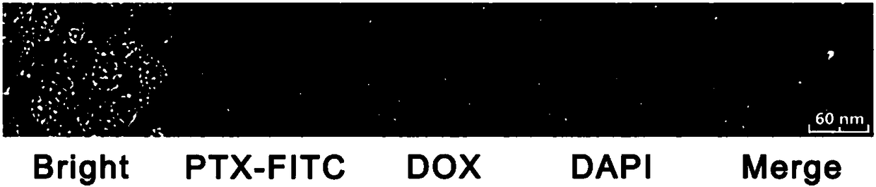 Construction method of nano-drug carrier based on nucleic acid