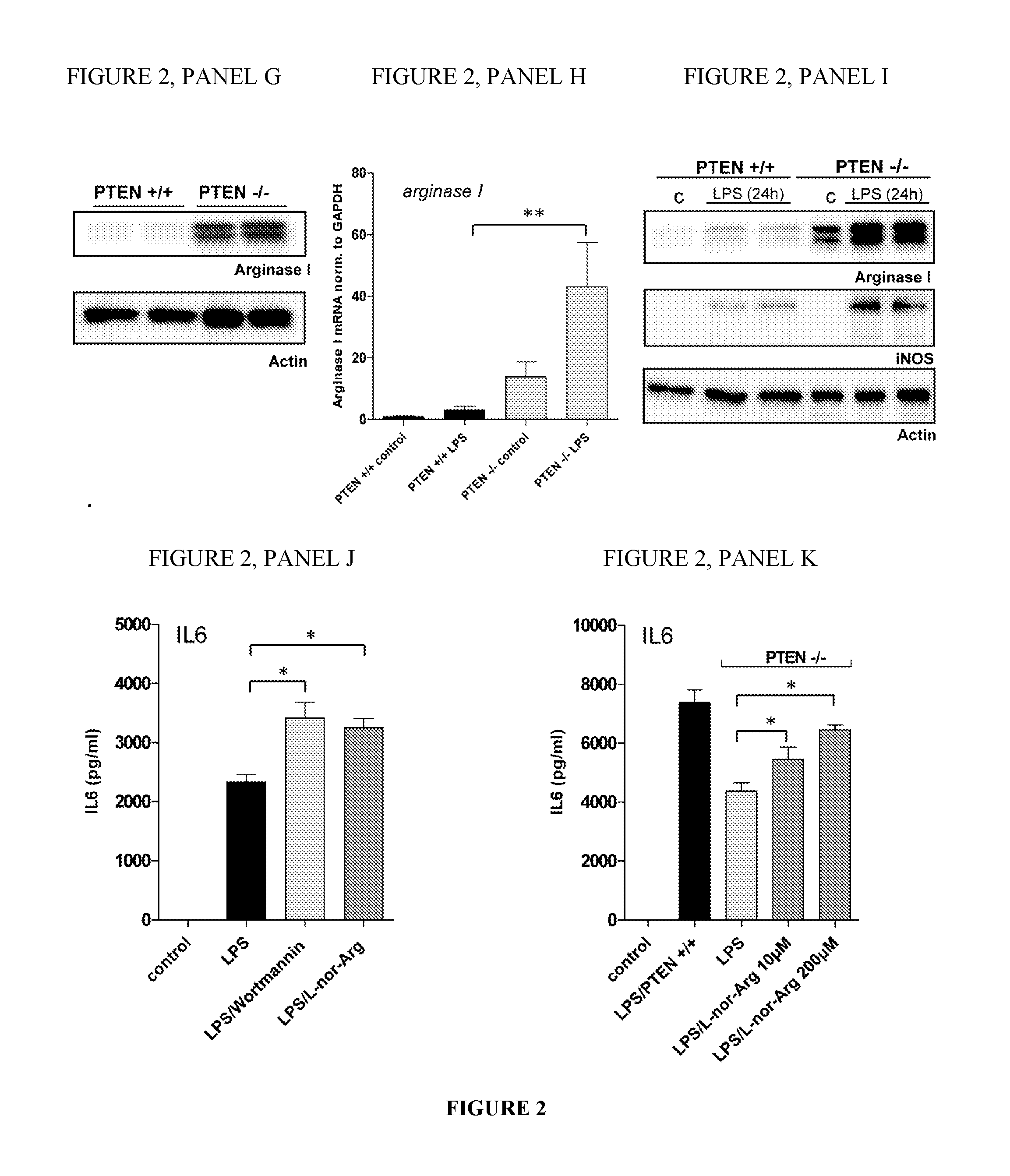 Methods and compositions for modulating the immune system with arginase i