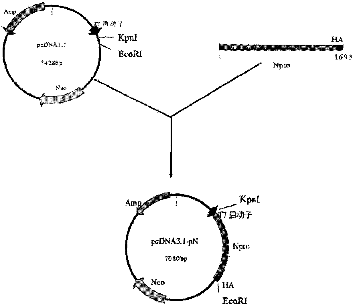 Construction of stable expression cell line of capsid protein of peste des petits ruminant virus