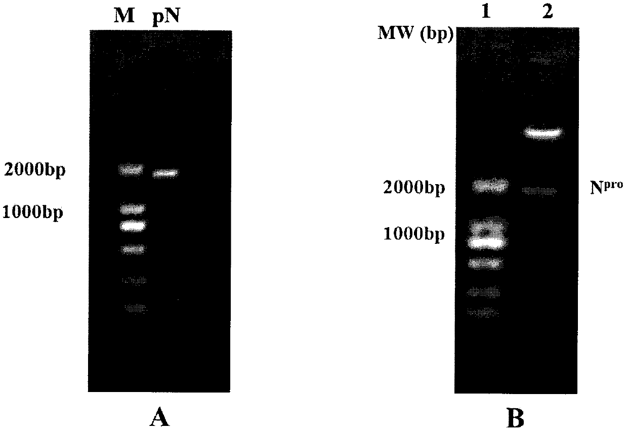 Construction of stable expression cell line of capsid protein of peste des petits ruminant virus