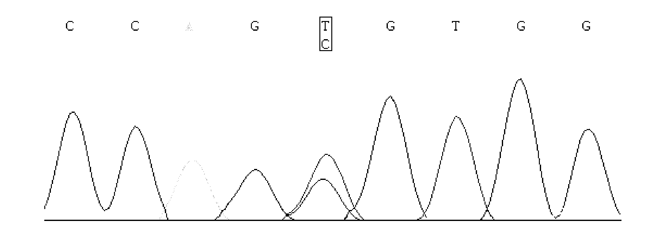 Single nucleotide polymorphism of microRNA-431 genes associated with lactation yield of dairy goats and detection and application thereof