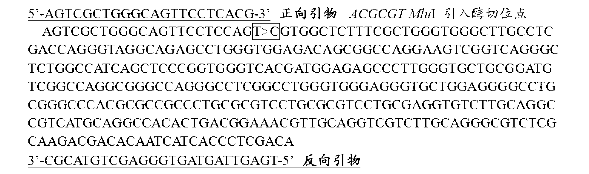 Single nucleotide polymorphism of microRNA-431 genes associated with lactation yield of dairy goats and detection and application thereof