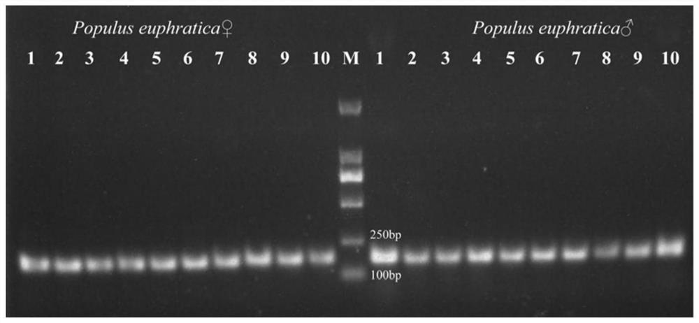 Specific DNA molecular marker for populus euphratica sex determination developed based on BSA mixed pool sequencing analysis