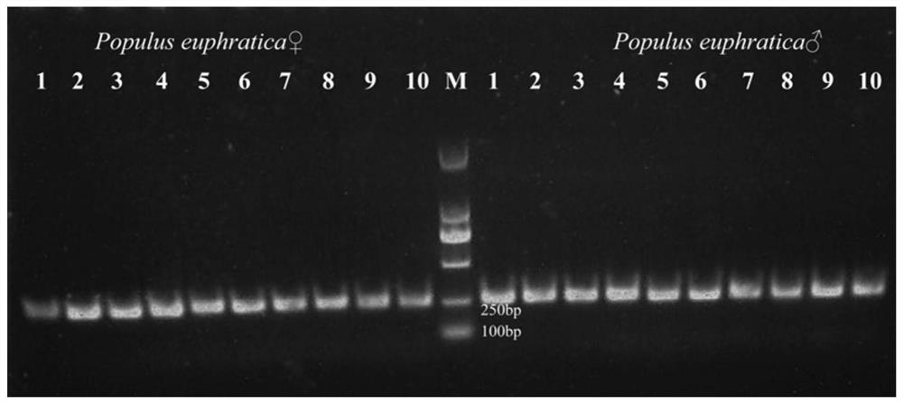 Specific DNA molecular marker for populus euphratica sex determination developed based on BSA mixed pool sequencing analysis
