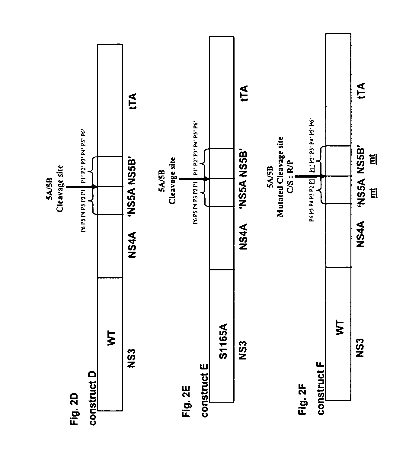 Surrogate cell-based system and method for assaying the activity of hepatitis C virus NS3 protease