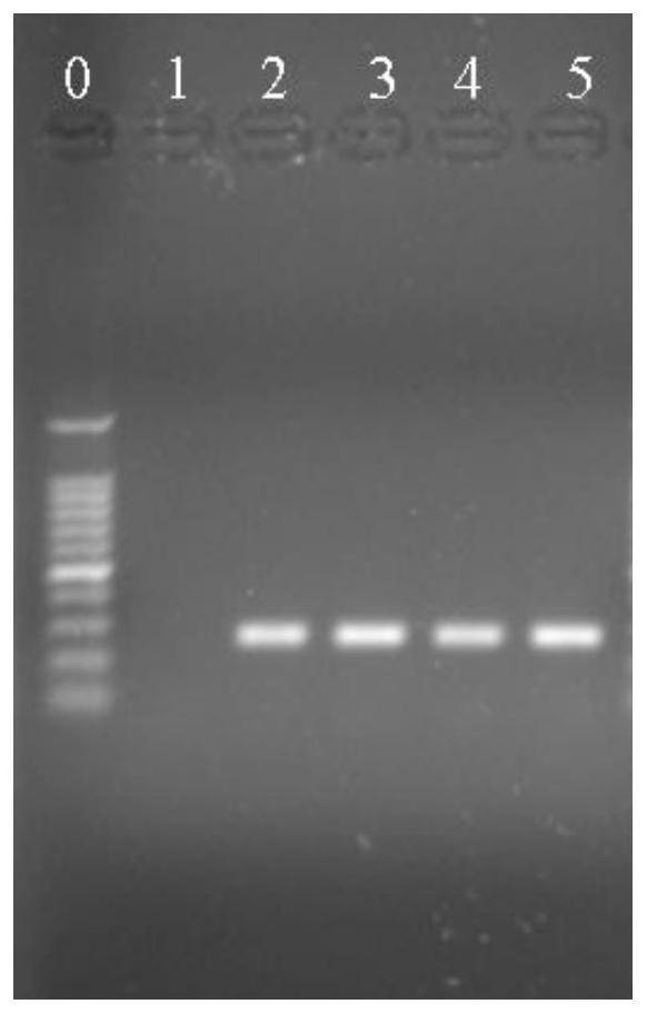 Molecular markers, detection primers and detection methods for identifying Lactobacillus plantarum and Lactobacillus pentosus