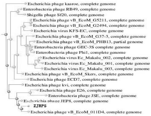 Escherichia coli bacteriophage ZJRP5, application thereof, bactericide and medicine