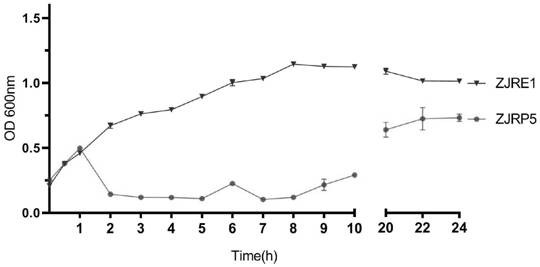 Escherichia coli bacteriophage ZJRP5, application thereof, bactericide and medicine