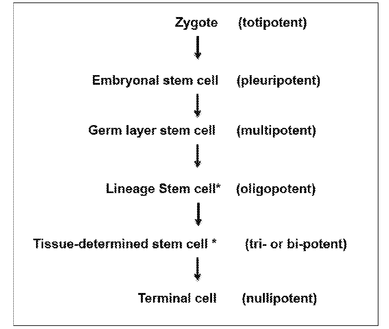 Stem cells & matrix from cord tissue