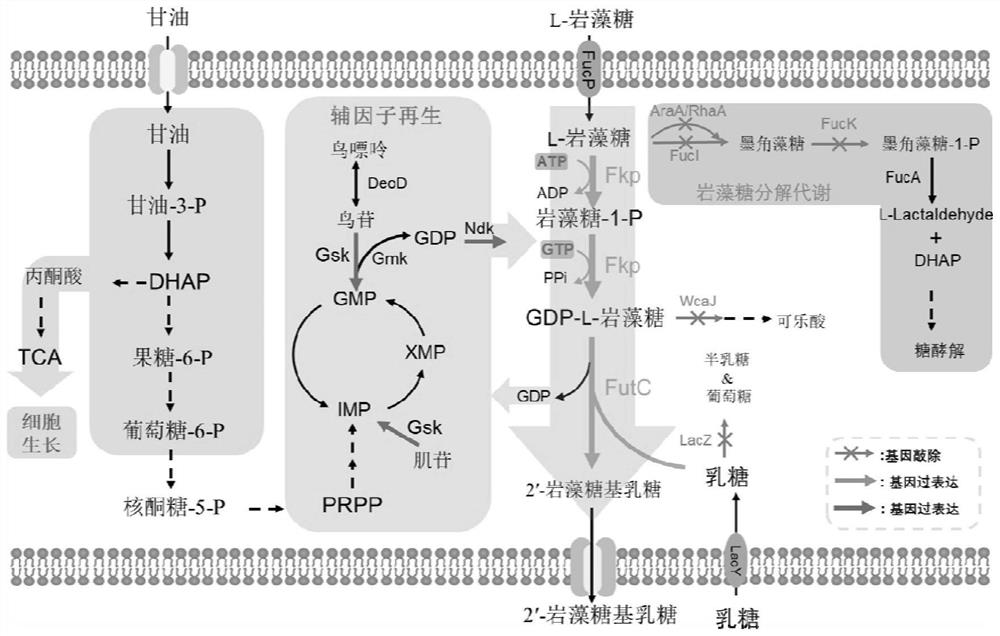 Escherichia coli engineering strain for efficiently producing 2'-fucosyllactose