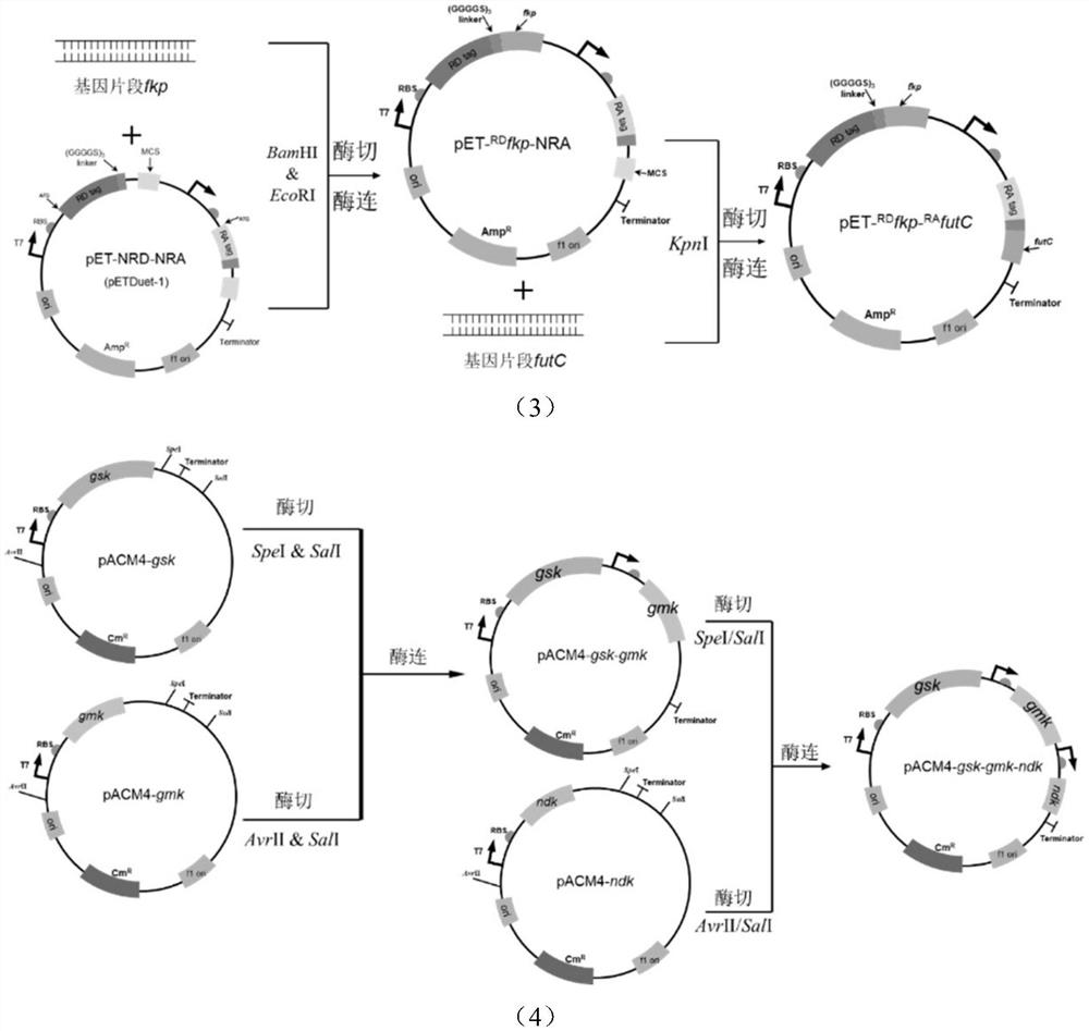 Escherichia coli engineering strain for efficiently producing 2'-fucosyllactose