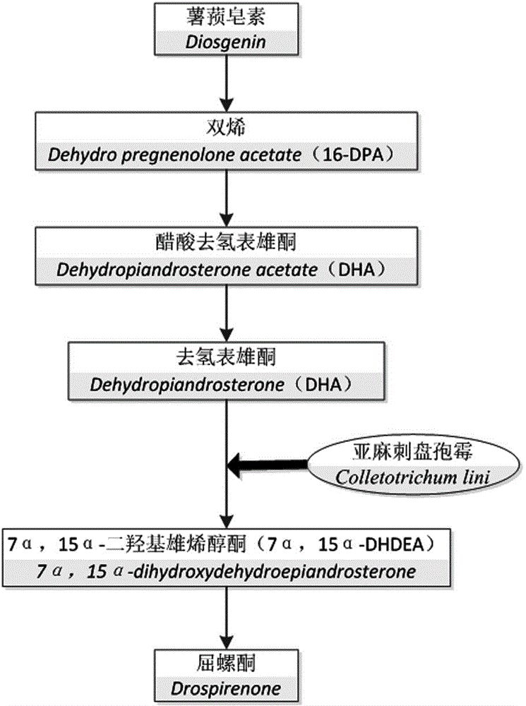 Colletotrichum lini strain LJYH20130405-1 for steride fermentation as well as application technology thereof
