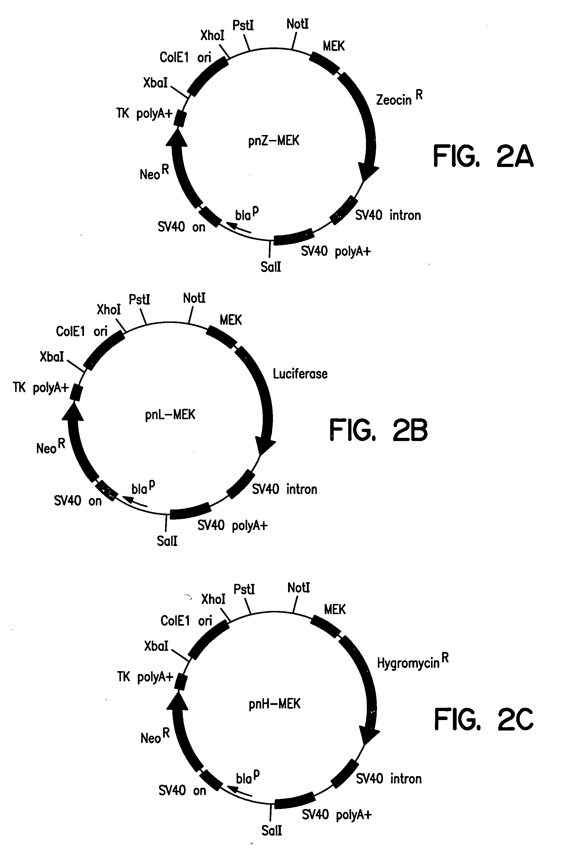 Methods of identifying synthetic transcriptional and translational regulatory elements, and compositions relating to same