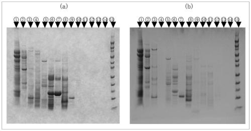 Tenebrio molitor L. YM47 protein, coding gene of protein and application