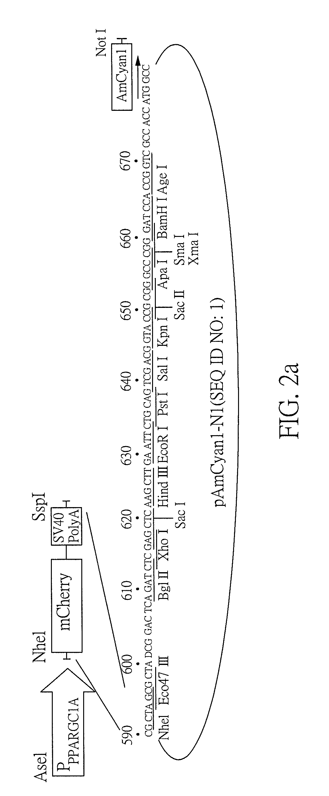 Method for inhibiting neuronal cell aggregation