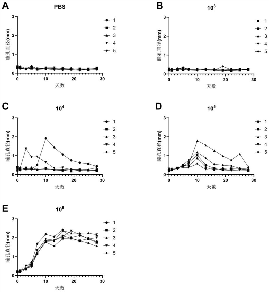 Method for constructing animal model with glaucoma-ciliary cyclitis syndrome and animal model